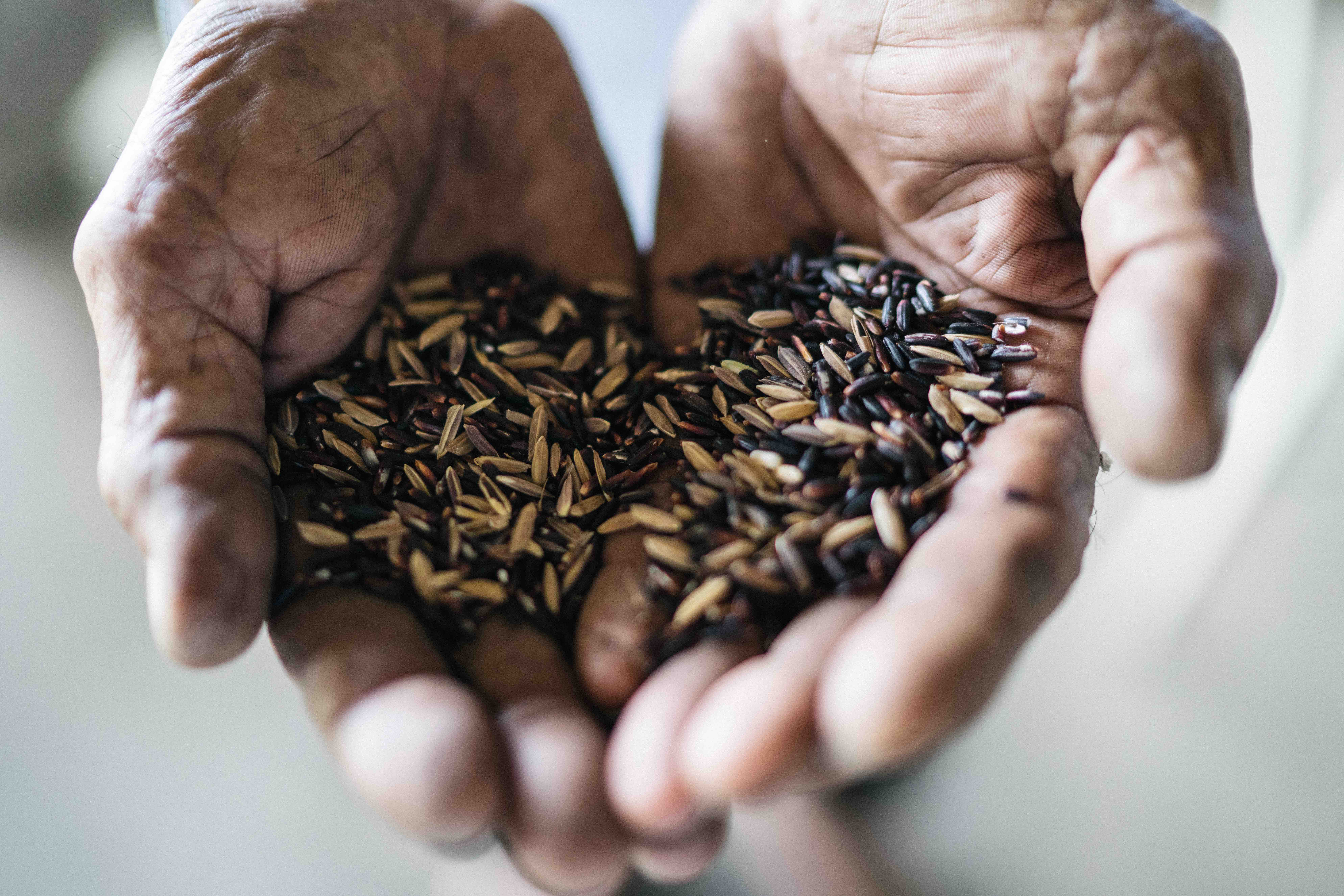 Reviving our Lost Grain Diversity
