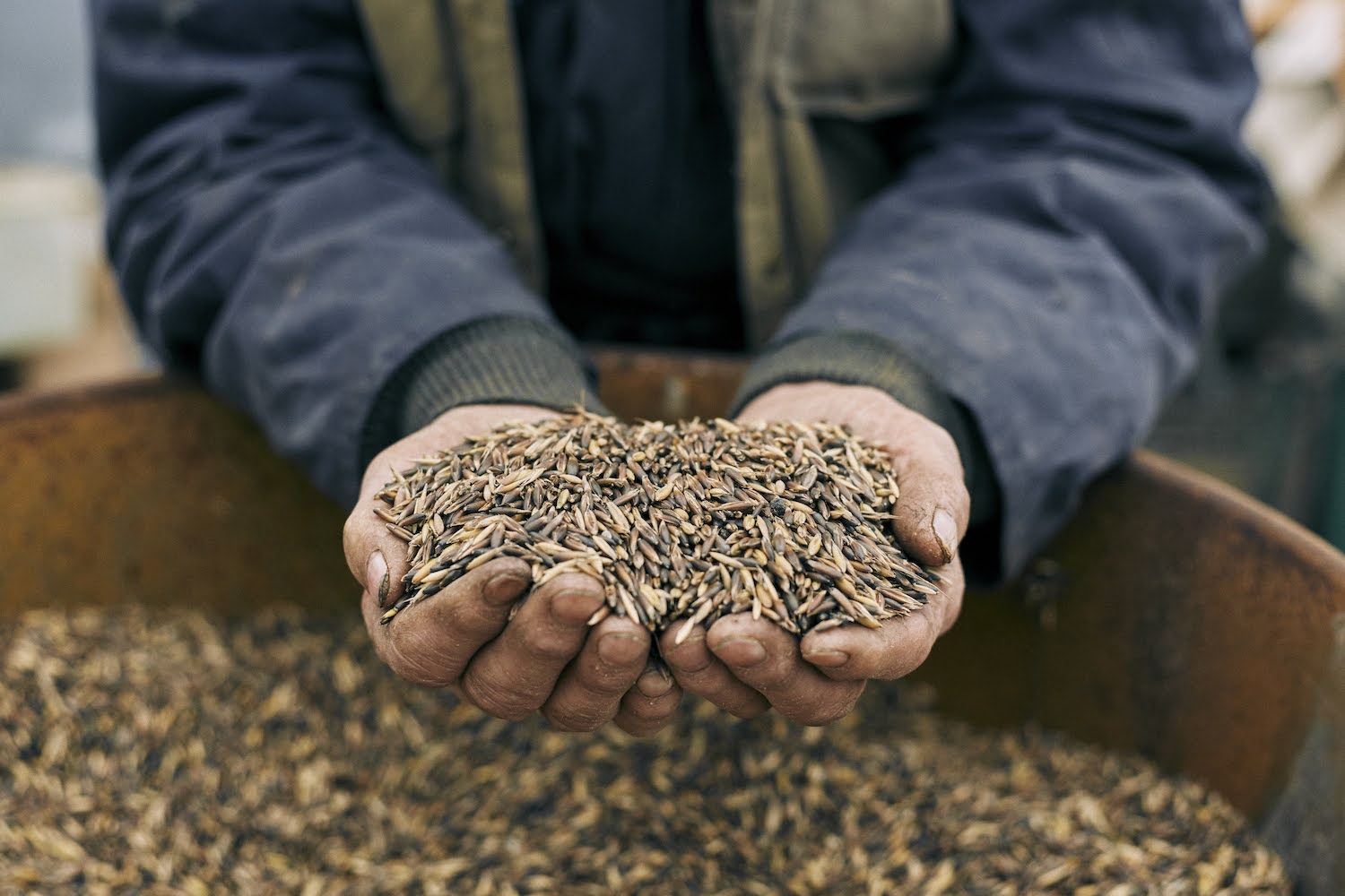 Seed Sovereignty Programme black oats © Andy Pilsbury