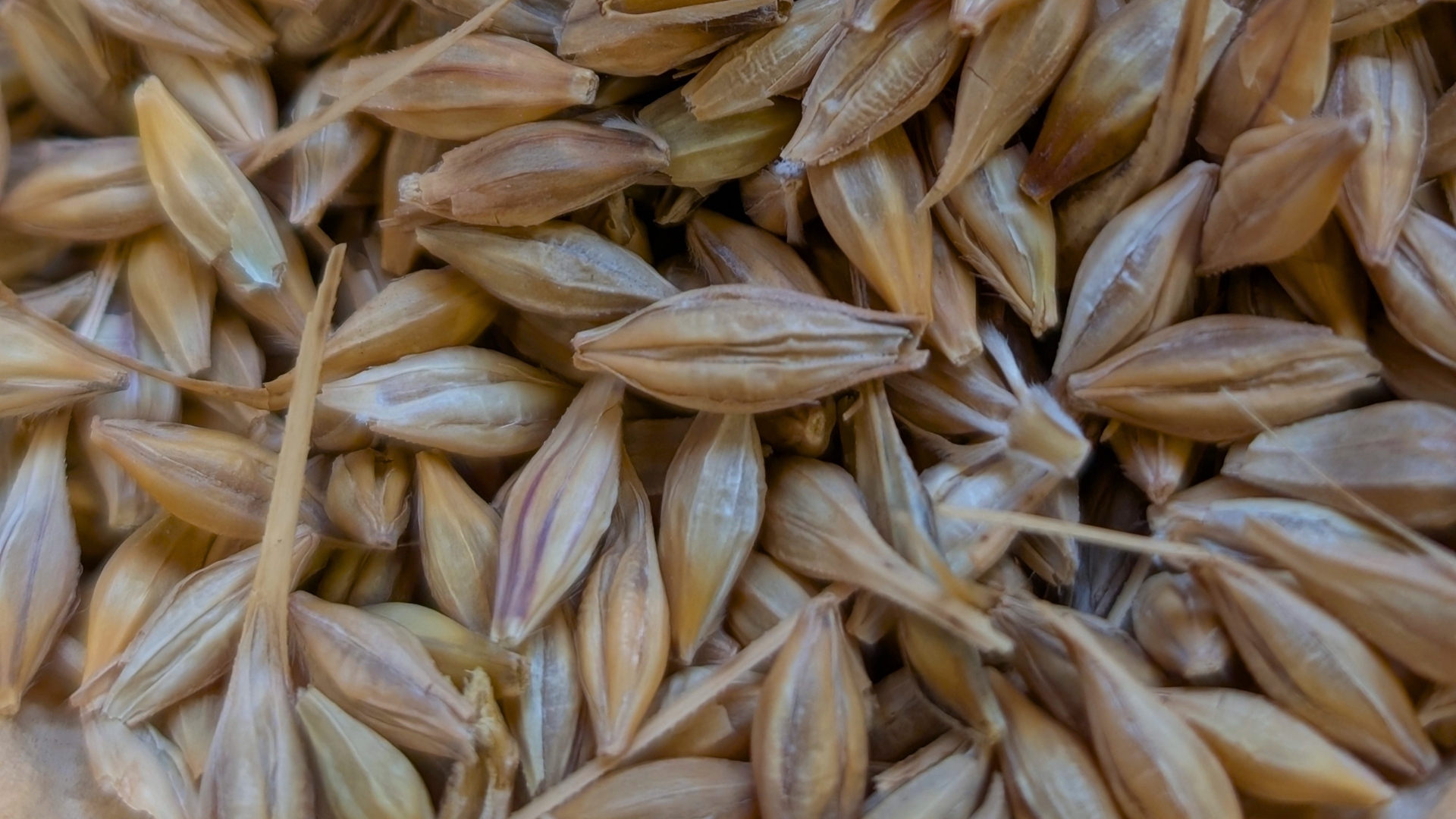 New Grain Seed Production Training: Apply Now