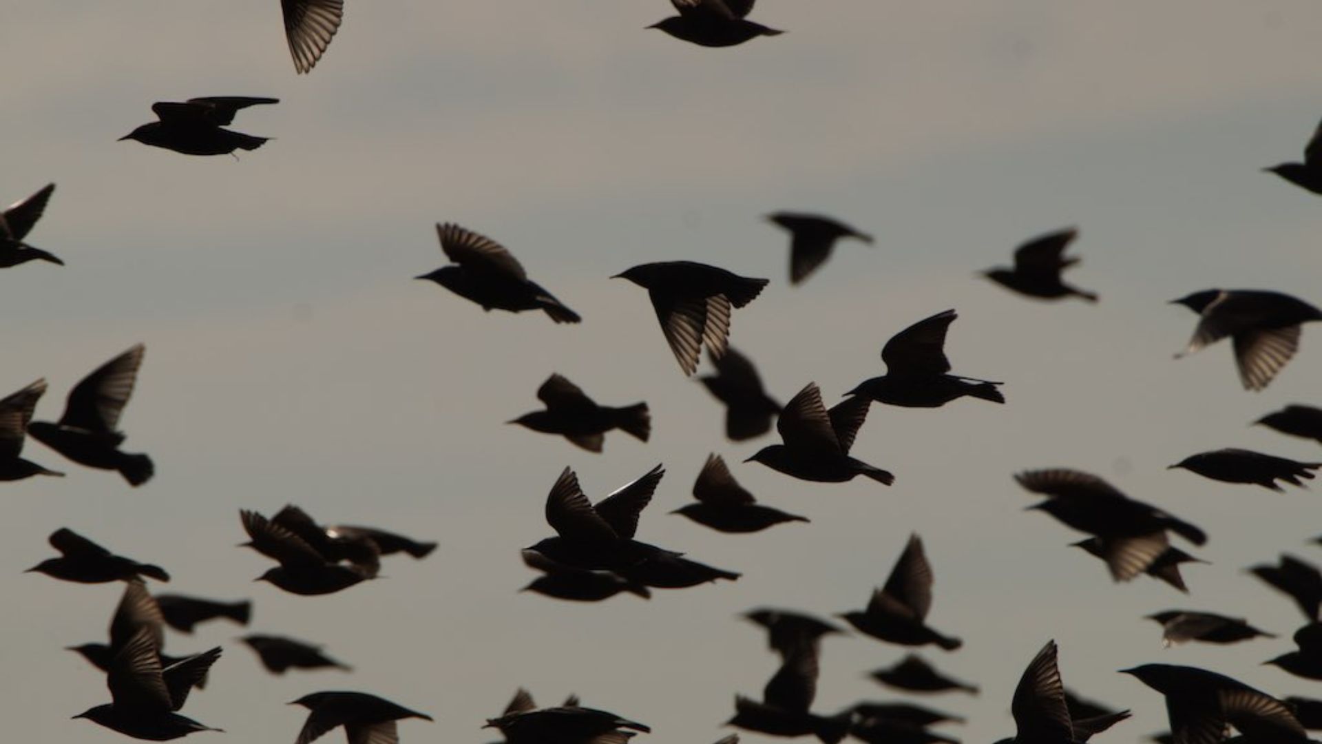 How Nature Taught Us to Transform the UK Seed System: The Theory of Emergence